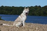 SIBERIAN HUSKY 538